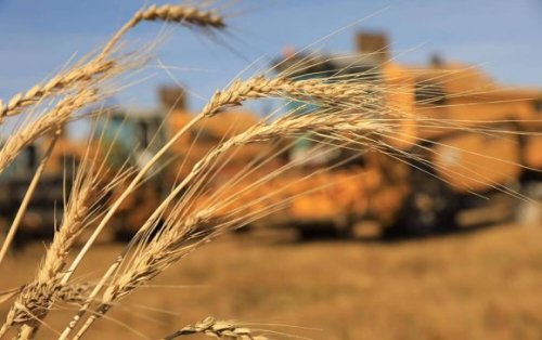 Нийт хураасан ургацын 30 орчим хувь нь борлогдоогүй